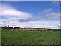 Farmland, Drummuir  Farm