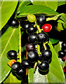 J3371 : Laurel berries, Belfast by Albert Bridge