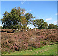 Birches and heather in Westleton Heath