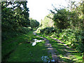 Path through Dunwich Forest