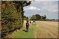 The Essex Way 87: approaching Cressing Church