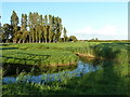 Reen (drainage channel) opposite track near Elm Tree Farm, Goldcliff