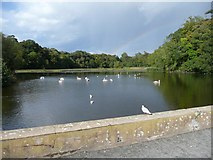 NS2209 : The Swan Pond, Culzean Country Park by Humphrey Bolton
