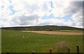 Sheep and Crops under  Mackalea