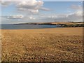 Stubble, St Abbs