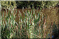 Bulrushes - Parc Slip Nature Park