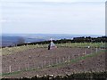 Red Indians or Ice Cream Cone near Greno Woods, Grenoside