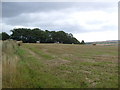 Woodland near Brae of Blackton