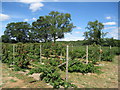 SU7556 : West Green Fruits - PYO fruit farm by ad acta