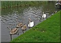 Swans and cygnets on the Staffs & Worcs Canal