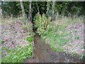 Small stream coming from Bell Wood