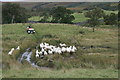 Highland shepherdess driving sheep to pastures new