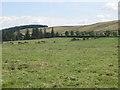 Pastures east of Gingle Pot