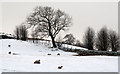 Snowed field east of St. John