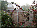 Early morning cobwebs, Bedhampton