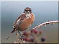 Stonechat - Ogmore