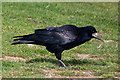 Rook - Ogmore