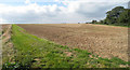 Field near Great Brooksend Farm