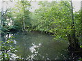 A rather stagnant pool in Woodcroft wood