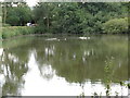 SU9233 : Ducks on Pond bay at Imbhams Farm by Dave Spicer