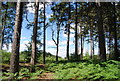 Conifers and bracken, Blackheath Common