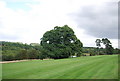 Tree on the edge of Brokes Hill Golf Course