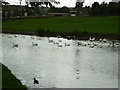 Walking along the Leeds to Liverpool Canal #207