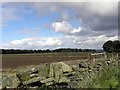 Autumn Fields