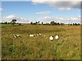 Lambs near Springfield Reservoir