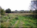 Darras Hall Grassland