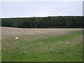 Farmland, Boghead Hill