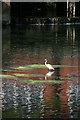 Little egret (Egretta garzetta) on the River Stour