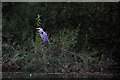 Heron (Ardea cinerea) on a branch