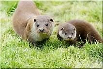 TQ3643 : Otters at the British Wildlife Centre, Newchapel, Surrey by Peter Trimming