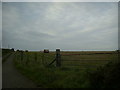 SM8929 : Round bales of straw, Llain Farm by Martyn Harries