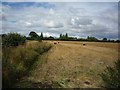 Hedgerow off Linton Woods Lane