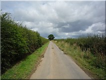 SE5061 : Linton Woods Lane by DS Pugh