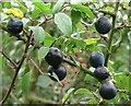 Ripening sloes of the blackthorn