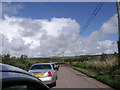 Cows crossing the road north of Bosherston