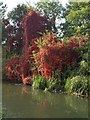 Virginia Creeper, Grand Union Canal