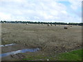 Farmland near Craighill