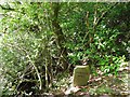 H1796 : Murder Hole, Gortletteragh Wood by Kenneth  Allen