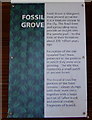 NS5367 : The Fossil Grove by Thomas Nugent