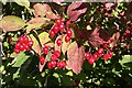 NJ1765 : Scarlet Berries by Anne Burgess