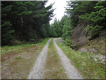 NH0312 : Track through a plantation in Glen Shiel by Hugh Venables
