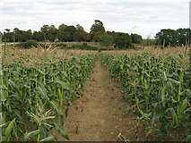 TQ4114 : Path through maize field to Barcombe church by Dave Spicer