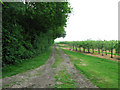 Farm track through an orchard near Firdown Wood