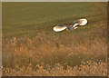 Barn Owl at Viridor