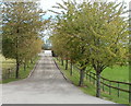 Tree-lined entrance to Great House Farm, Gwehelog