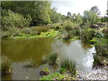 SY7392 : Rushy Pond by Ivan Hall
